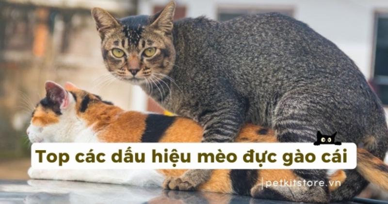 Hinh anh cho duc dang danh dau lanh tho, mot trong nhung dau hieu phat duc ro ret